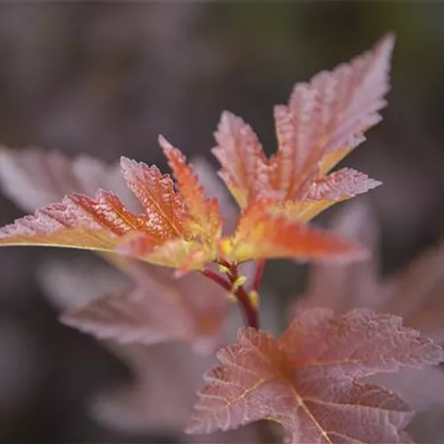 Physocarpus opulifolius 'Little Angel'