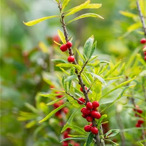 Daphne mezereum 'Rubra Select'