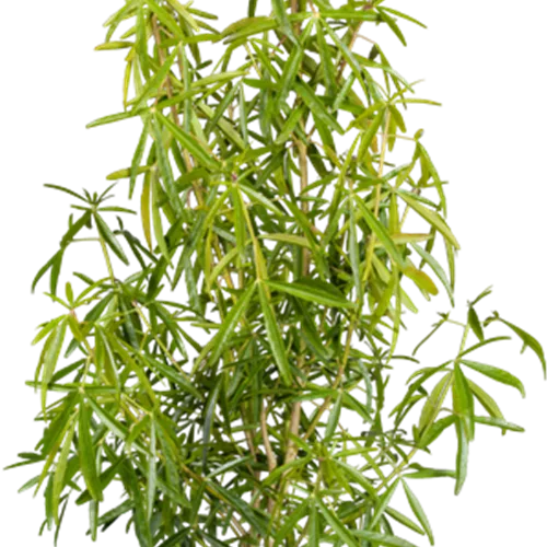 Choisya ternata 'Aztec Pearl'