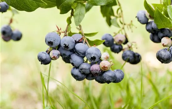 Vaccinium corymb.'Duke' CAC