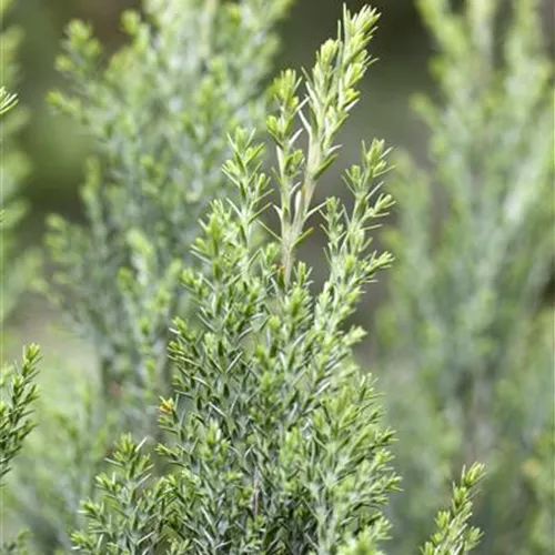 Chamaecyparis laws.'Ellwoodii' Chamaecyparis laws.'Ellwoodii'