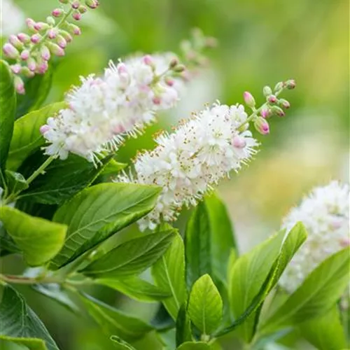 Clethra alnifolia 'Pink Spire'
