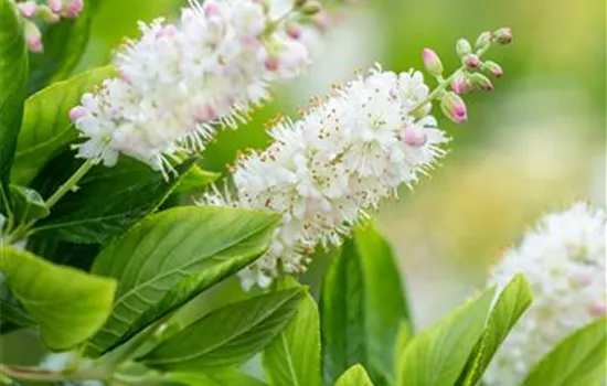 Clethra alnifolia 'Pink Spire' Clethra alnifolia 'Pink Spire'