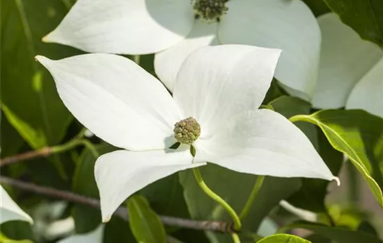 Cornus kousa chinensis 'Milky Way' Cornus kousa chinensis 'Milky Way'