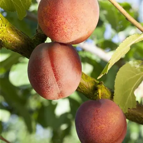 Prunus dom.'Königin Viktoria' CAC