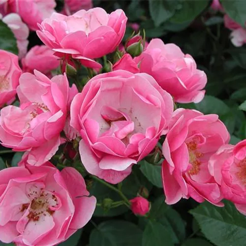 Rosa 'Angela' -R- STR