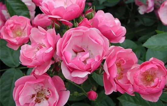 Rosa 'Angela' -R- STR