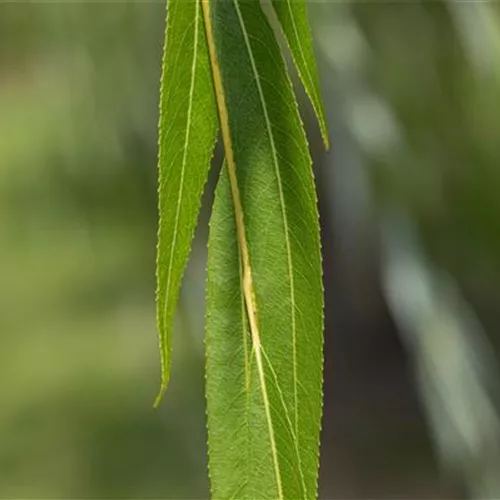 Salix alba
