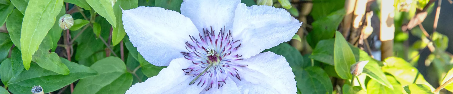 Clematis 'Justa'