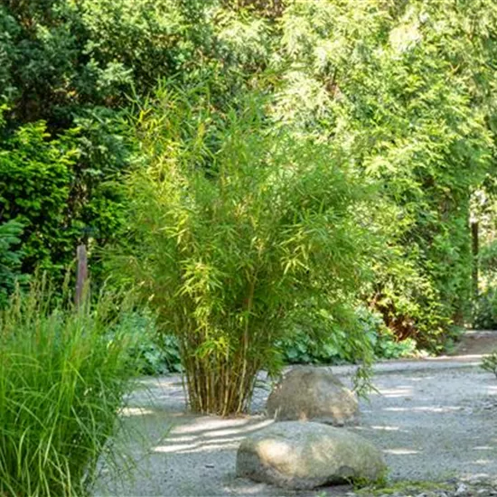 Bambus einpflanzen und asiatisches Flair ins Spiel bringen