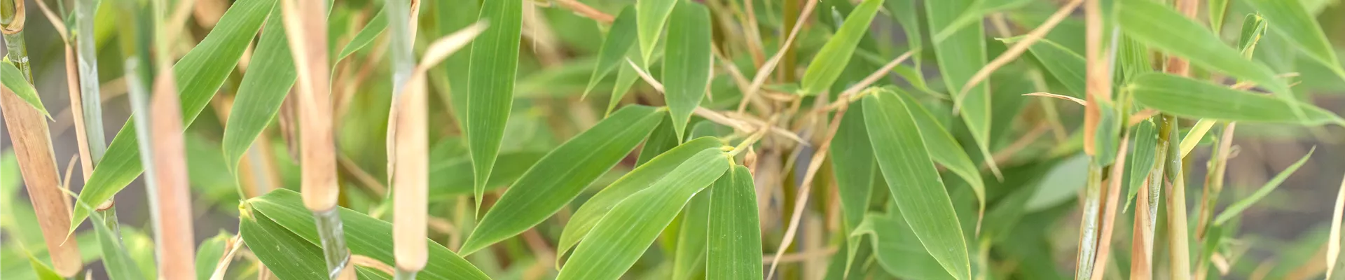 Fargesia murielae 'Standing Stone'®