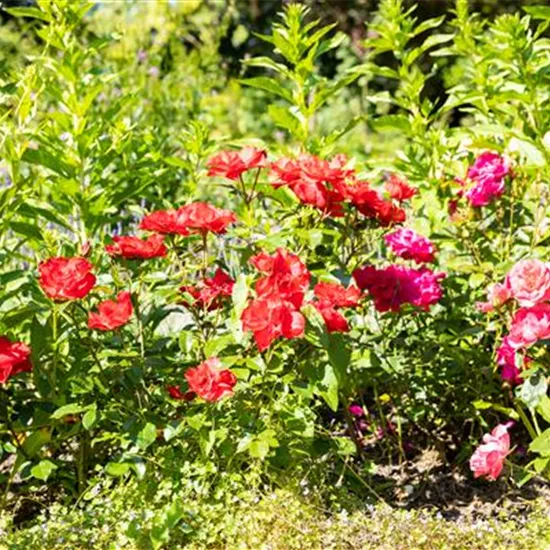 Beetrosen pflanzen und wunderschöne Blüten bewundern