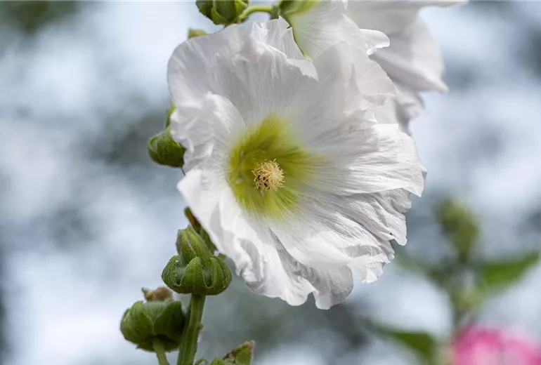 Alcea rosea, weiß