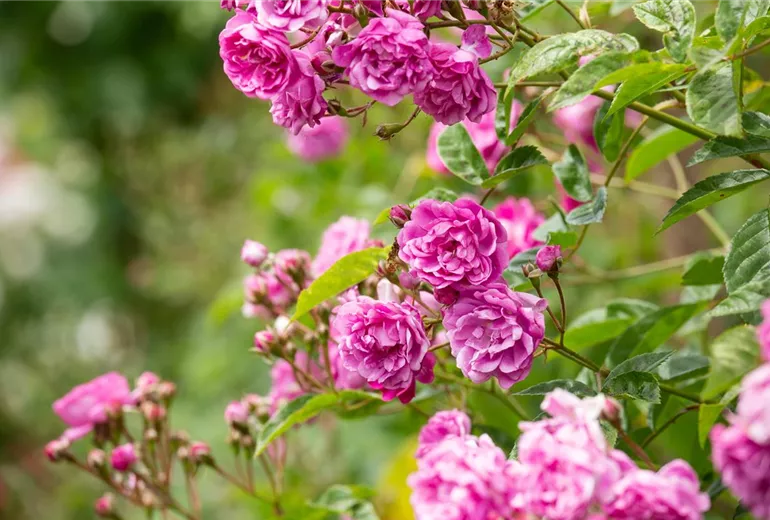 Rosa multiflora 'Taunusblümchen'