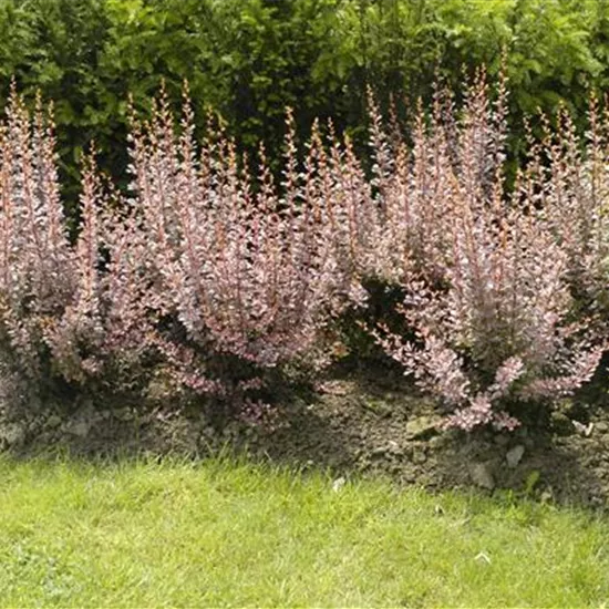 Berberitzen bereichern den Garten in jeder Hinsicht