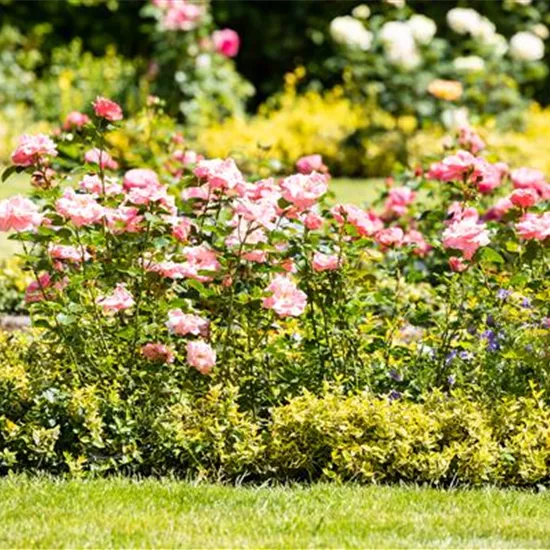 Bezaubernde Gartengestaltung mit Beetrosen entdecken