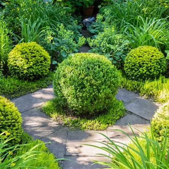 Buchsbaum als immergrüner Klassiker in Garten und Co.
