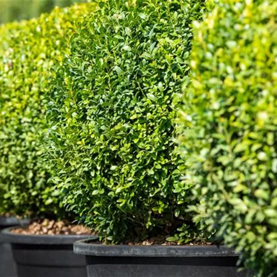 Buchsbaum pflanzen und pflegen lohnt sich 