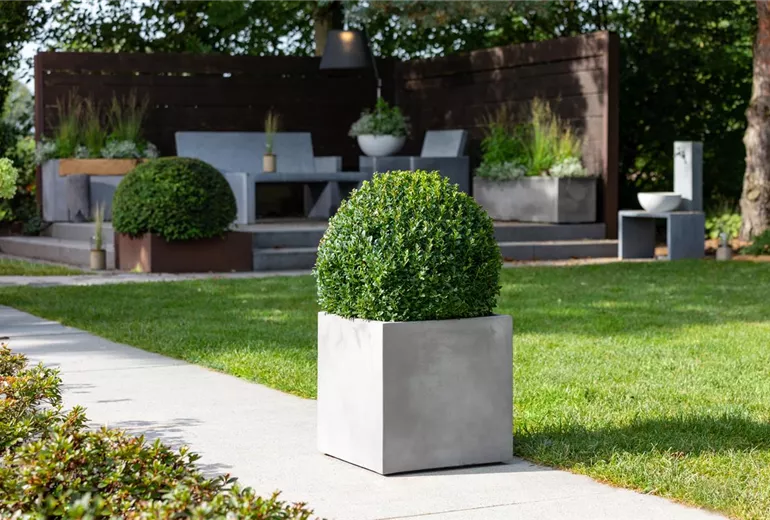 Buxus sempervirens, Kugel