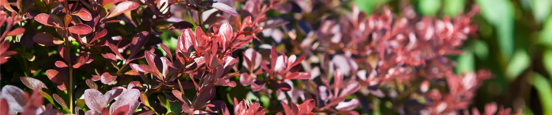 Berberis thunbergii 'Atropurpurea Nana'