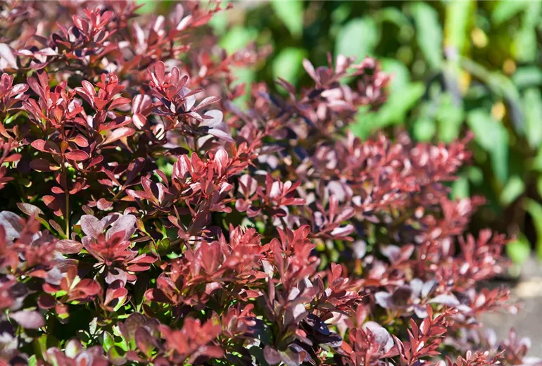 Berberis thunbergii 'Atropurpurea Nana'