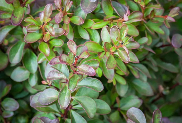 Berberis thunbergii 'Atropurpurea Nana'