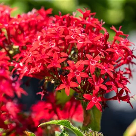 Die schönsten Beetnachbarn für mediterrane Pflanzen