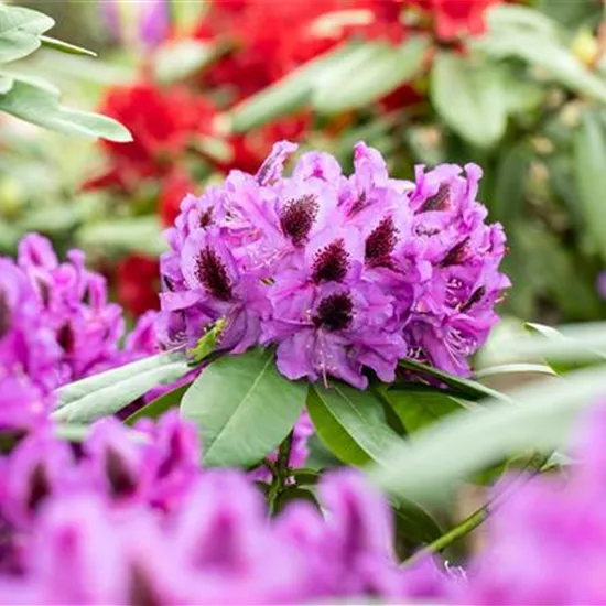 Die schönsten Begleitpflanzen für Rhododendren im Garten