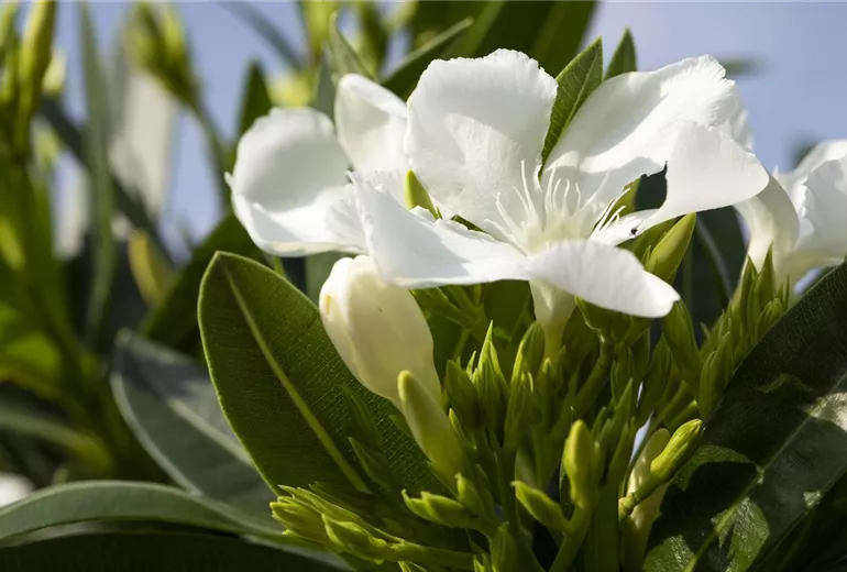Nerium oleander, weiß