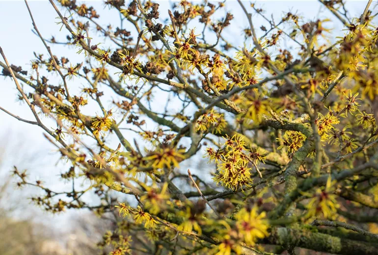Hamamelis x intermedia 'Westerstede'
