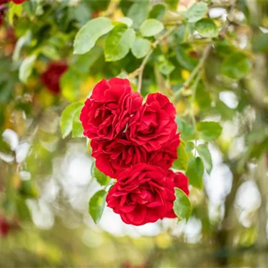 Einen Rosengarten gestalten – Hübsche Blüten überall
