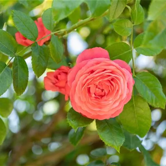 Krankheiten und Schädlinge bei Rosen erkennen und bekämpfen