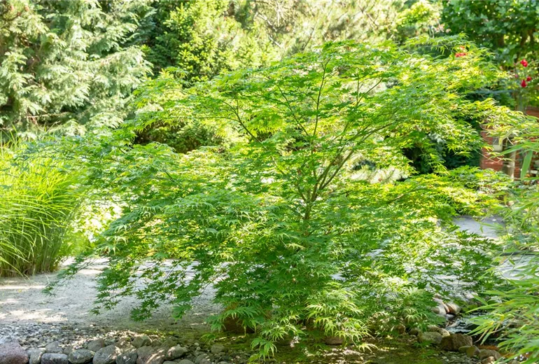 Acer palmatum