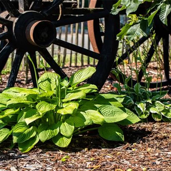 Funkien im Garten als Highlight im Schatten
