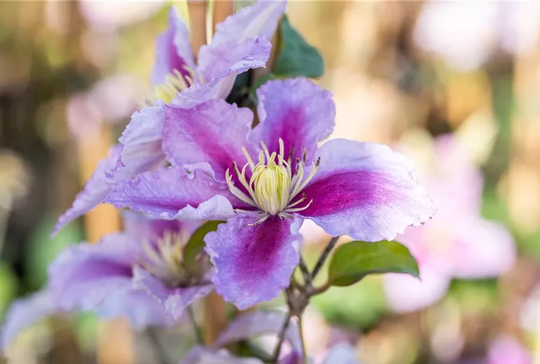 Clematis 'Tudor'
