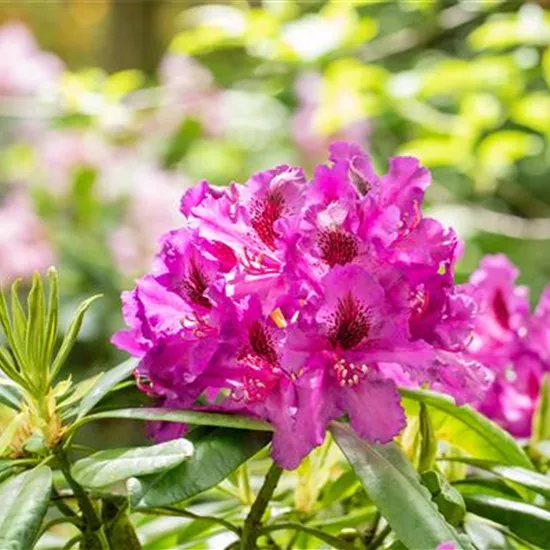 Gartengestaltung mit Rhododendren – So entsteht ein Blütenmeer