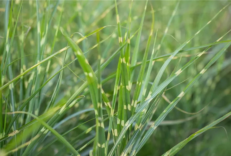 Miscanthus sinensis 'Zebrinus'