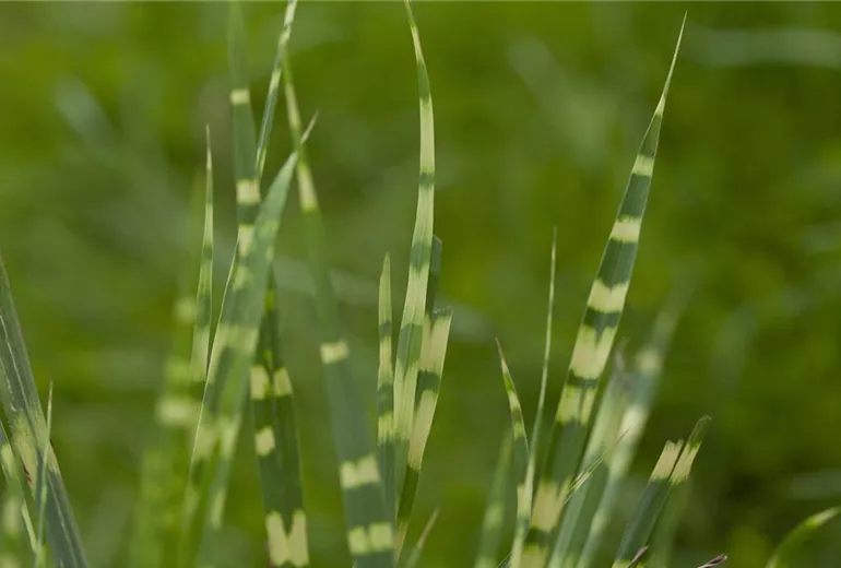 Miscanthus sinensis 'Zebrinus'