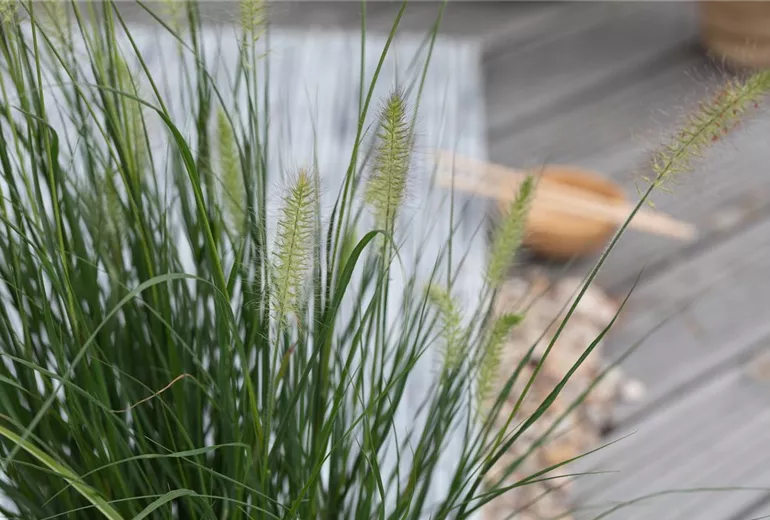 Pennisetum alopecuroides 'Hameln'