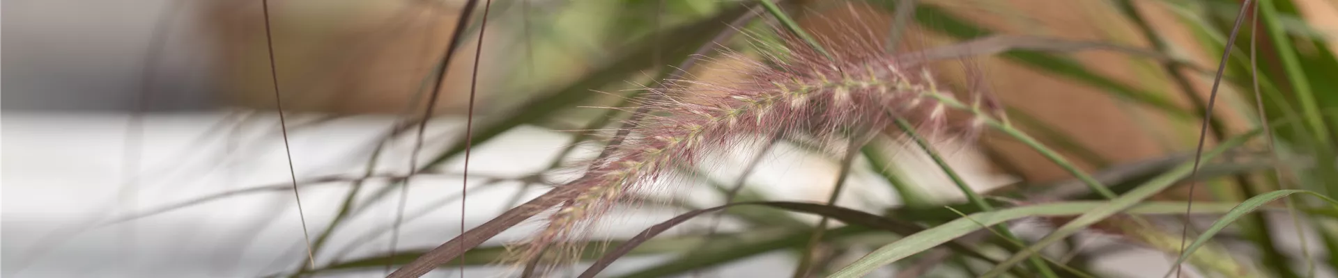 Pennisetum setaceum 'Rubrum'