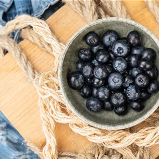 Heidelbeeren als leckerer Snack für Naschkatzen