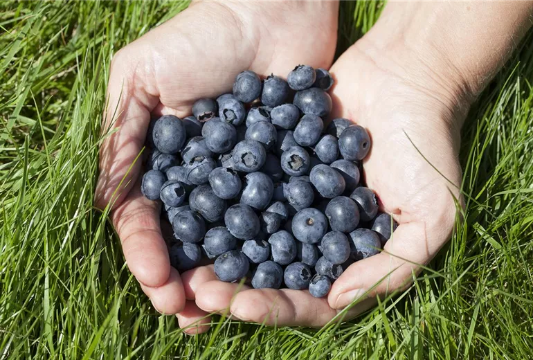 Vaccinium corymbosum