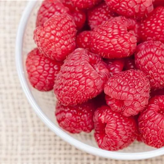 Himbeeren als leckerer Snack für Balkon und Garten