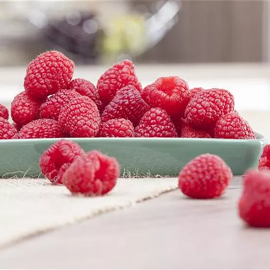 Himbeeren pflanzen und leckere Snacks genießen
