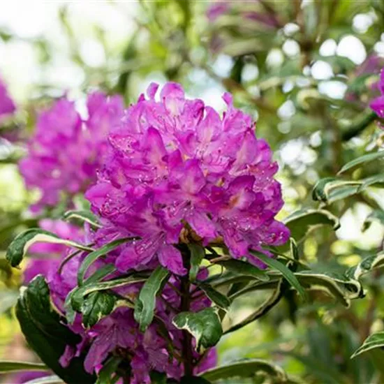 Immer gut in Form – Rhododendron zurückschneiden