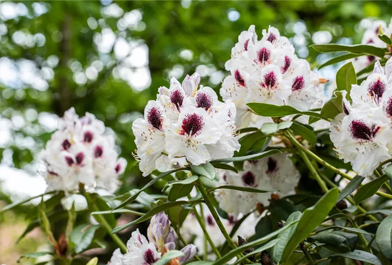 Rhododendron 'Maroon Sappho'