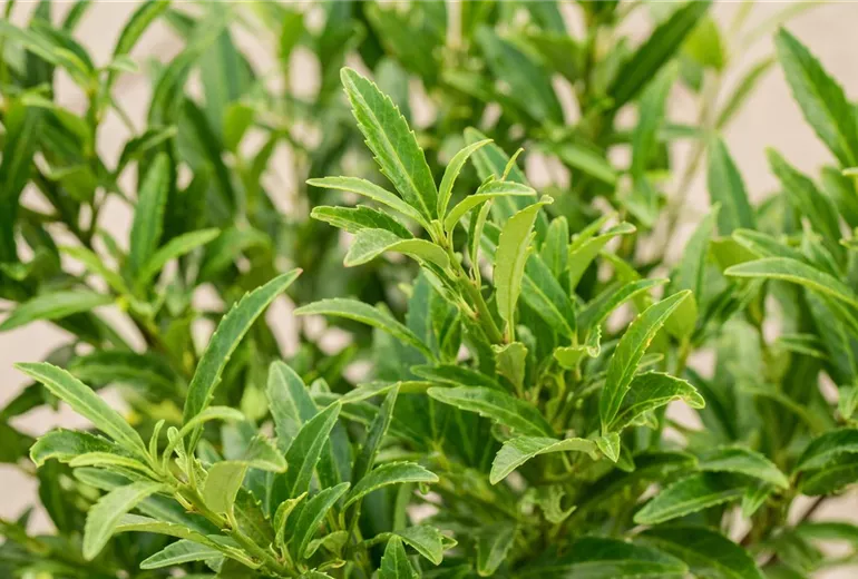 Prunus laurocerasus 'Sofia'®