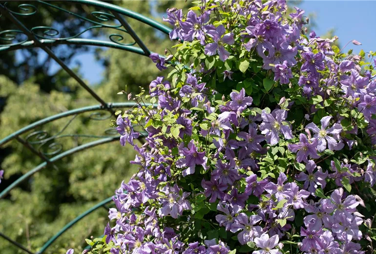 Clematis, lila