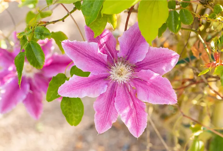 Clematis 'Bees Jubilee'