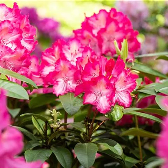 Krankheiten und Schädlinge an Rhododendren erkennen und vorbeugen